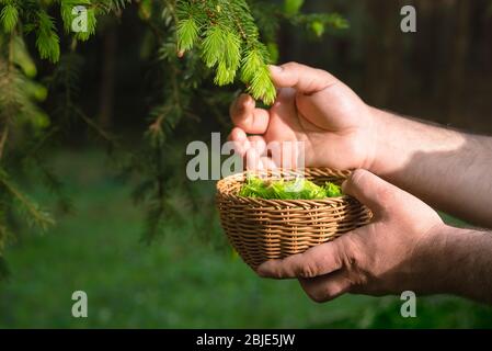 Uomo che raccoglie pine germogli in un cesto, nella foresta, in una giornata di sole. Concetto di medicina alternativa. Stile di vita autosostenibile. Raccolta di puntali di abete. Foto Stock