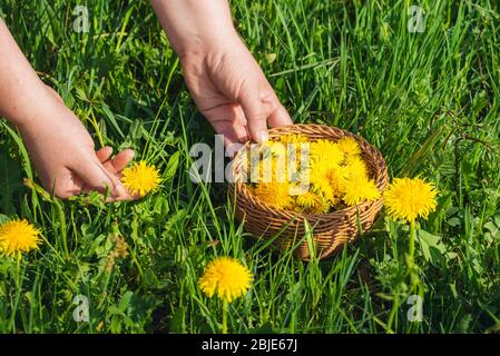 Donna che raccoglie giovani fiori di dente di leone in un cesto, su un prato verde, in una giornata di sole. Stile di vita sano. Raccolta di erbe medicinali primaverili. Foto Stock