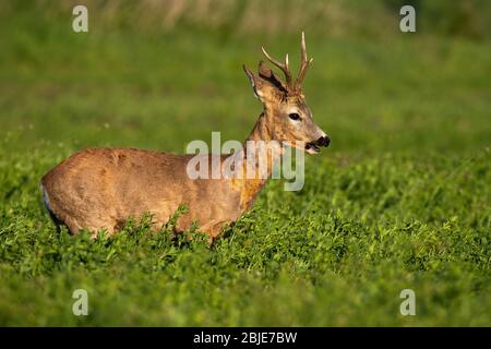 Caprioli maschi buck con formiche anormalmente deformato chewing sul campo di trifoglio. Foto Stock