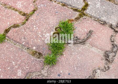 Muschio verde su lastre di pavimentazione ravvicinata Foto Stock