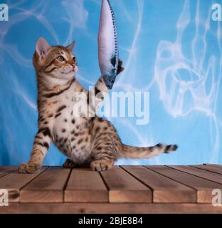 gattino bengala sfondo blu acqua con pavimento in legno marrone macchiato tabby Foto Stock