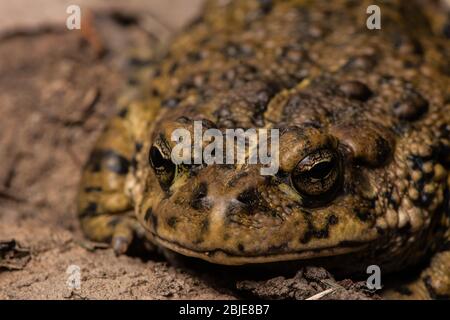 California Toad (Anaxyrus boreas halophilus) dalla Contea di Sacramento, California, Stati Uniti. Foto Stock