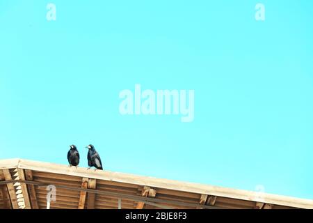 Due uccelli sul tetto in legno del magazzino Foto Stock