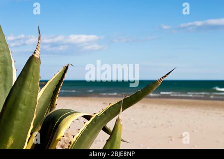 Agave americana Marginata sulla spiaggia nel Mar Mediterraneo in estate Foto Stock