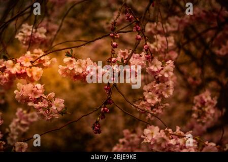 Bellezza dei fiori di ciliegia durante la pandemia Foto Stock