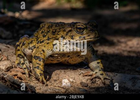 California Toad (Anaxyrus boreas halophilus) dalla Contea di Sacramento, California, Stati Uniti. Foto Stock