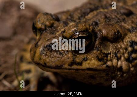 California Toad (Anaxyrus boreas halophilus) dalla Contea di Sacramento, California, Stati Uniti. Foto Stock