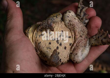 California Toad (Anaxyrus boreas halophilus) dalla Contea di Sacramento, California, Stati Uniti. Foto Stock