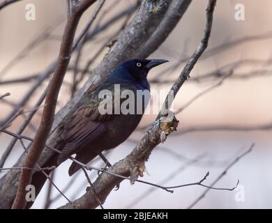 Una vista ravvicinata di un colorato grillo comune in primavera a Muskoka Foto Stock