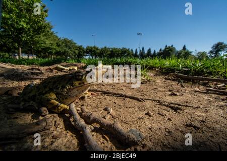 California Toad (Anaxyrus boreas halophilus) dalla Contea di Sacramento, California, Stati Uniti. Foto Stock