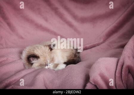 Carino gattino che dorme su plaid colore a casa Foto Stock