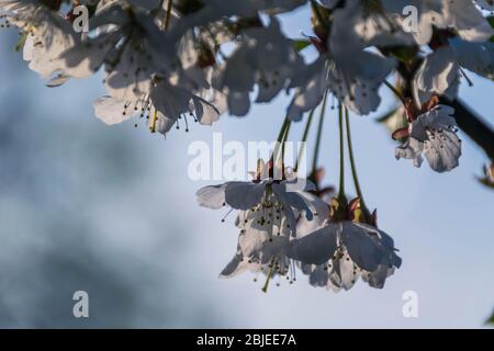 Fiore bianco di ciliegio al mattino Foto Stock