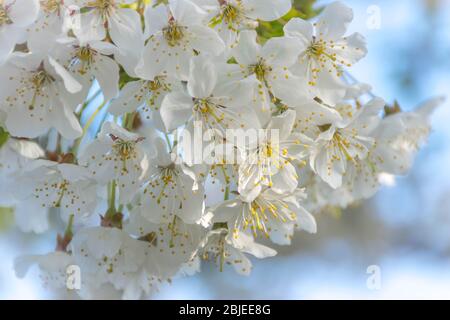 Fiore bianco di ciliegio al mattino Foto Stock