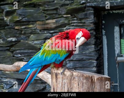 Macaw rosso-e-verde, Ara chloropterus, pappagallo bello seduto su un ramo con testa piegata Foto Stock