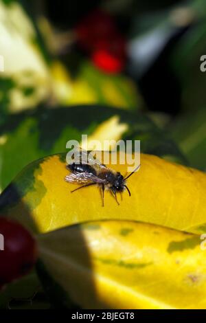 Piccola mini bee da miniera solitaria nera. Andrena sp. Appartenente al gruppo Micrandrena. Andrenidae. Foto Stock