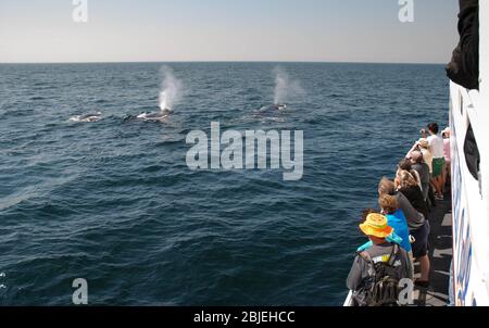 Boston, Massachusetts - Settembre 2008: Turisti che guardano le megattere nel Santuario Nazionale Marino della Stellwagen Bank a Massachusetts Bay, USA Foto Stock