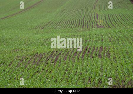 Winter Barley Growing in Field, North Yorkshire, UK. Foto Stock