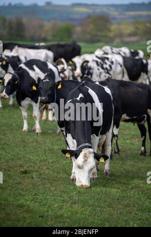Campo pieno di bestiame da latte sano guardando vicino a Bedale, North Yorkshire, Regno Unito. Foto Stock