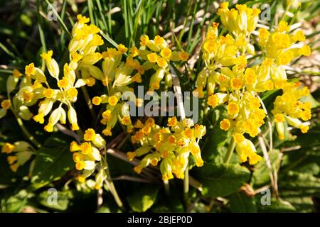 Fiore di vigliacchette nel Watergate Park di Gateshead, Inghilterra. La pianta è anche conosciuta come Primula veris o la caccata comune. Foto Stock