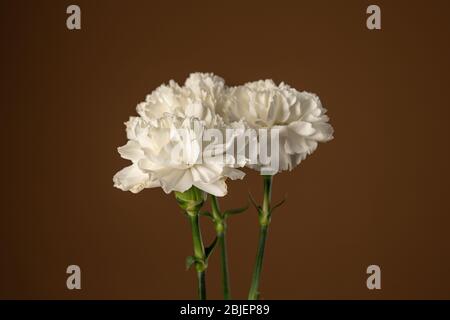 Immagine ravvicinata di splendidi fiori di garofano bianchi isolati su un'oliva scura Foto Stock