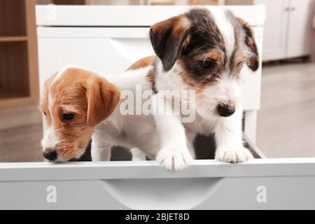 Carino cuccioli divertenti in cassetto a casa Foto Stock