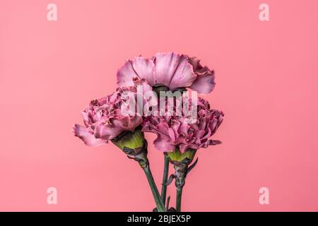 Primo piano di tre fiori di garofano rosa scuro isolati su rosa fenicottero Foto Stock