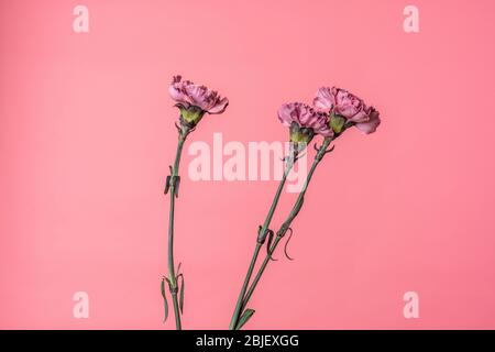 Isolato tre garofani viola con gambo isolato su sfondo rosa pesca Foto Stock