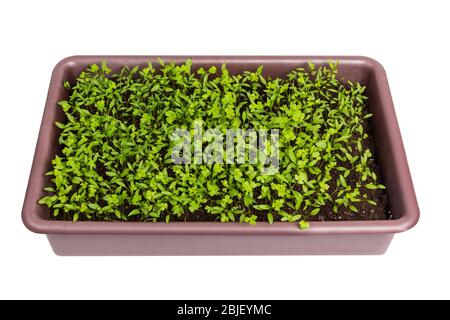 Prezzemolo giovane in un contenitore di plastica isolato su sfondo bianco, giardino casa Foto Stock