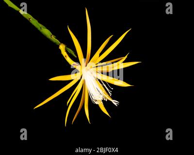 Epiphyllum in giallo su sfondo nero Foto Stock