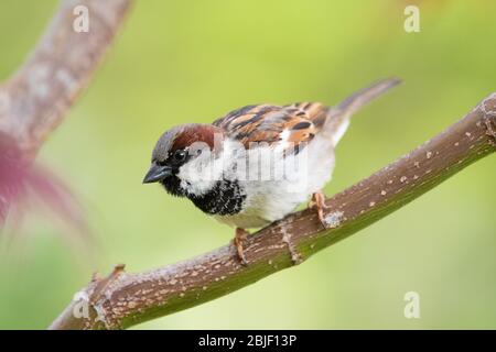 Casa passero (maschio) - Passer domesticus - arroccato su un ramo contro sfondo verde - UK Foto Stock