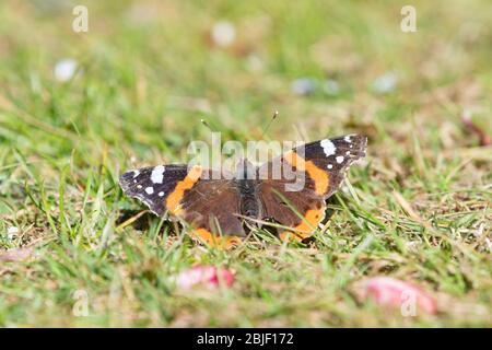 Farfalla Ammiraglio rossa - Vanessa atalanta - crogiolarsi sull'erba al sole primaverile Foto Stock