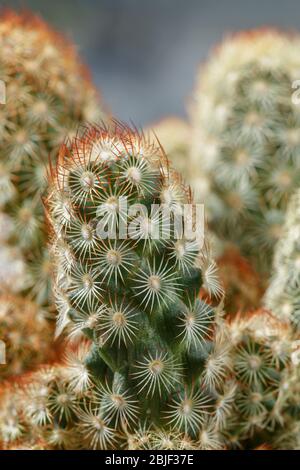 Primo piano di un piccolo e spinoso cactus. Foto Stock