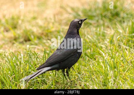 Piccolo corvo sull'erba Foto Stock