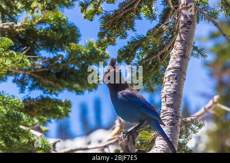 Jay in California Foto Stock