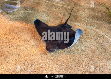Bat ray, aquila ray, o stingray (Myliobatis californica) nuoto in un basso sabbioso sprofondare. Foto Stock