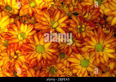 Crisantemi arancioni e gialli Foto Stock