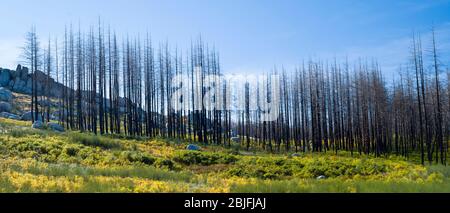 Serra da Estrela catena montuosa nel Parco Naturale. Effetto grafico delle conifere danneggiate da linea di fuoco, Portogallo Foto Stock