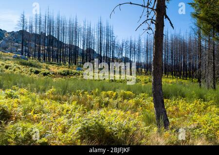 Serra da Estrela catena montuosa nel Parco Naturale. Effetto grafico scultoreo di linea di alberi di conifere bruciati danneggiati da Fire du Foto Stock