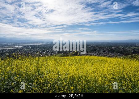 Senape wildflower prato collina con e suburbano nord Los Angeles in background. Foto Stock