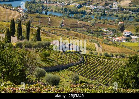 Vigneti e cantine sulle verdi pendici collinari e le rive verdeggianti della regione del fiume Douro a nord di Viseu in Portogallo Foto Stock