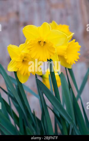 Primo piano dettaglio del Maestro olandese Narcissus in fiore in primavera. Daffodil Dutch Master è un daffodil tromba divisione 1 con fiori gialli dorati. Foto Stock
