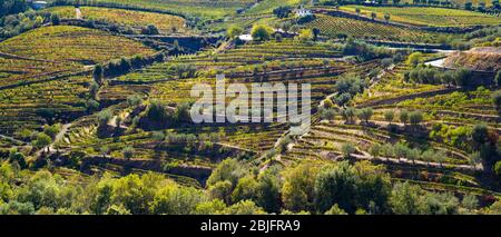 Vigneti sulle verdi colline verdeggianti e le rive del fiume Douro regione a nord di Viseu in Portogallo Foto Stock