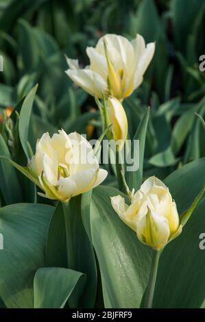 Gruppo di tulipani Imperatore esotico un bianco con lampo verde e segni giallo pallido doppio tulipano appartenente al gruppo Fosteriana della Divisione tulipani 13 Foto Stock