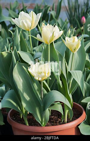 Gruppo di tulipani Imperatore esotico un bianco con lampo verde e segni giallo pallido doppio tulipano appartenente al gruppo Fosteriana della Divisione tulipani 13 Foto Stock