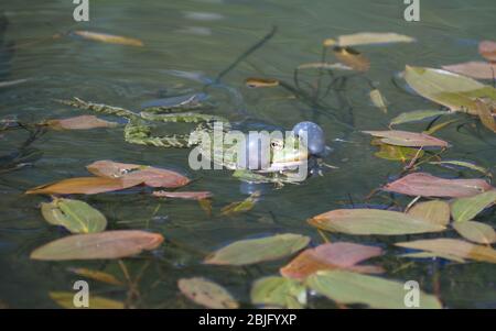 Marsh Frog (Pelophylax ridibundus) nuoto in uno stagno con sacche vocali gonfiate su entrambi i lati della sua testa usato per amplificare il suo suono per attirare gli amici. Foto Stock