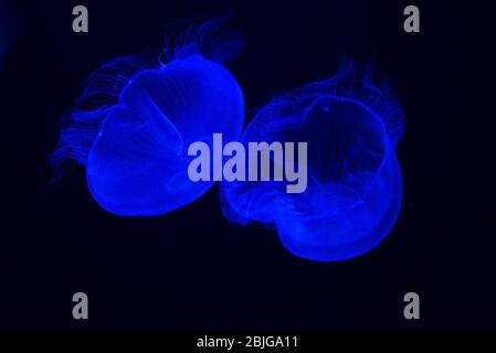 Acquario Nazionale di Jellyfish Foto Stock
