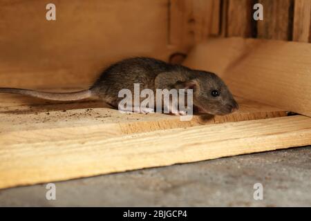 Carino ratto in scatola di legno Foto Stock