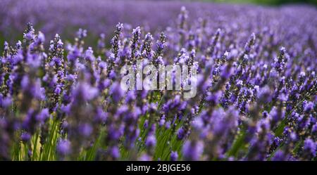 Campi di lavanda dell'isola di Washington Foto Stock