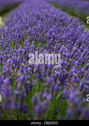 Campi di lavanda dell'isola di Washington Foto Stock