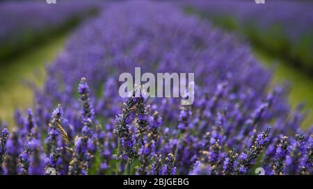 Campi di lavanda dell'isola di Washington Foto Stock